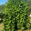 Weeping Mulberry -Garden Supplies Sales 2024 image