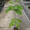 Paw Paw Seedling -Garden Supplies Sales 2024 image 434bcac6 72da 4bd1 89d2 96c65a02b894 1