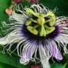 Possum Purple Passiflora -Garden Supplies Sales 2024 image 508cc5f3 ad6c 4cb8 b425 9978e87a8026 1