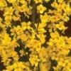 Alpha Gold Tide™ Forsythia -Garden Supplies Sales 2024 image 9c37b531 d340 4111 a1b8 f454f1ac113a 1