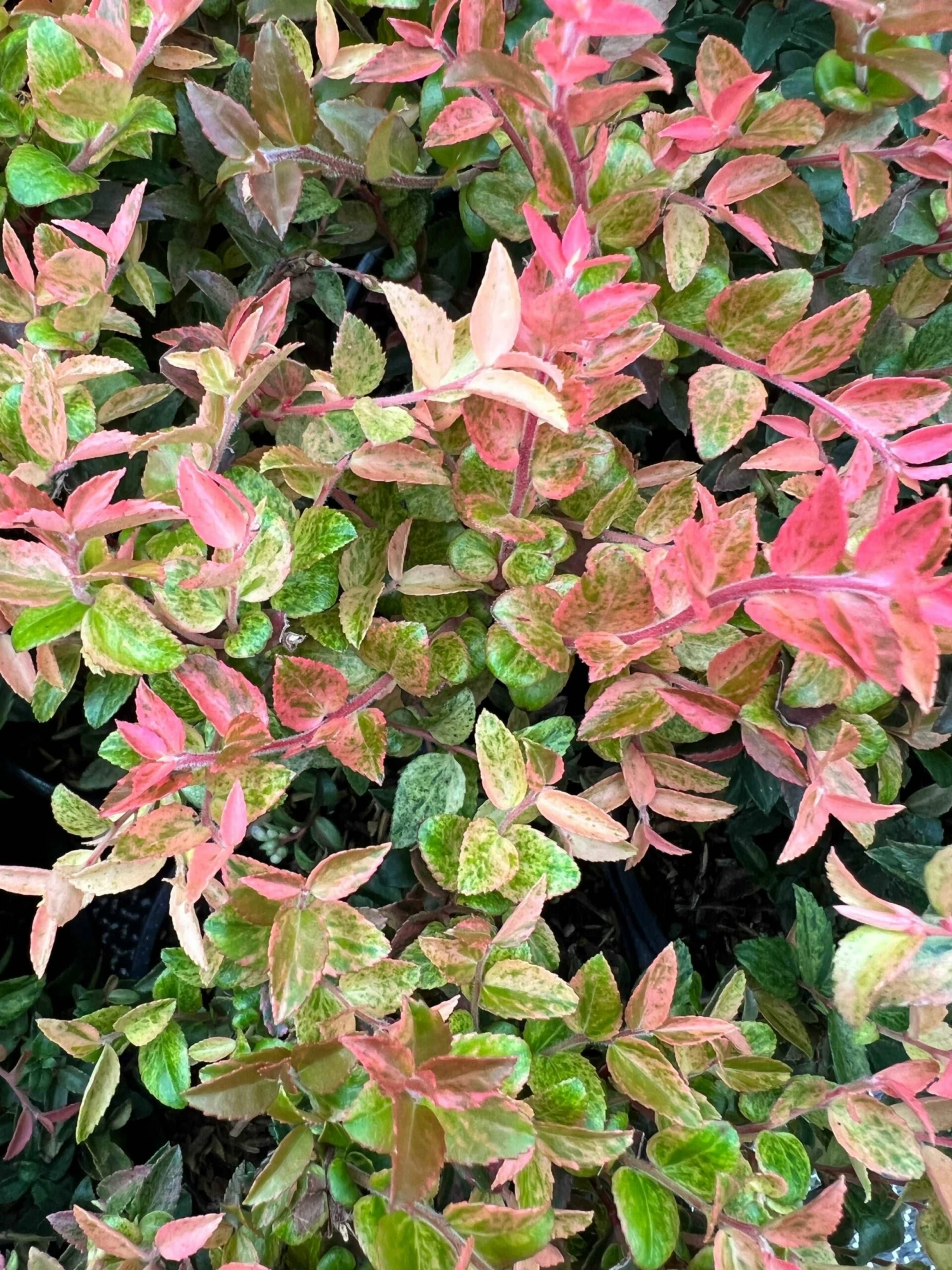 Cascade Sunburst™ Huckleberry 3 Cascade Sunburst™ Huckleberry