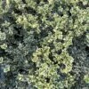 Alpha Variegated Boxwood -Garden Supplies Sales 2024 image c6b849d7 3f1e 49ed a861 9944f09d7091 1
