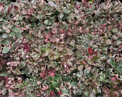 Winter Splash™ Wintergreen