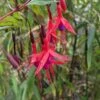 Chilean Fuchsia