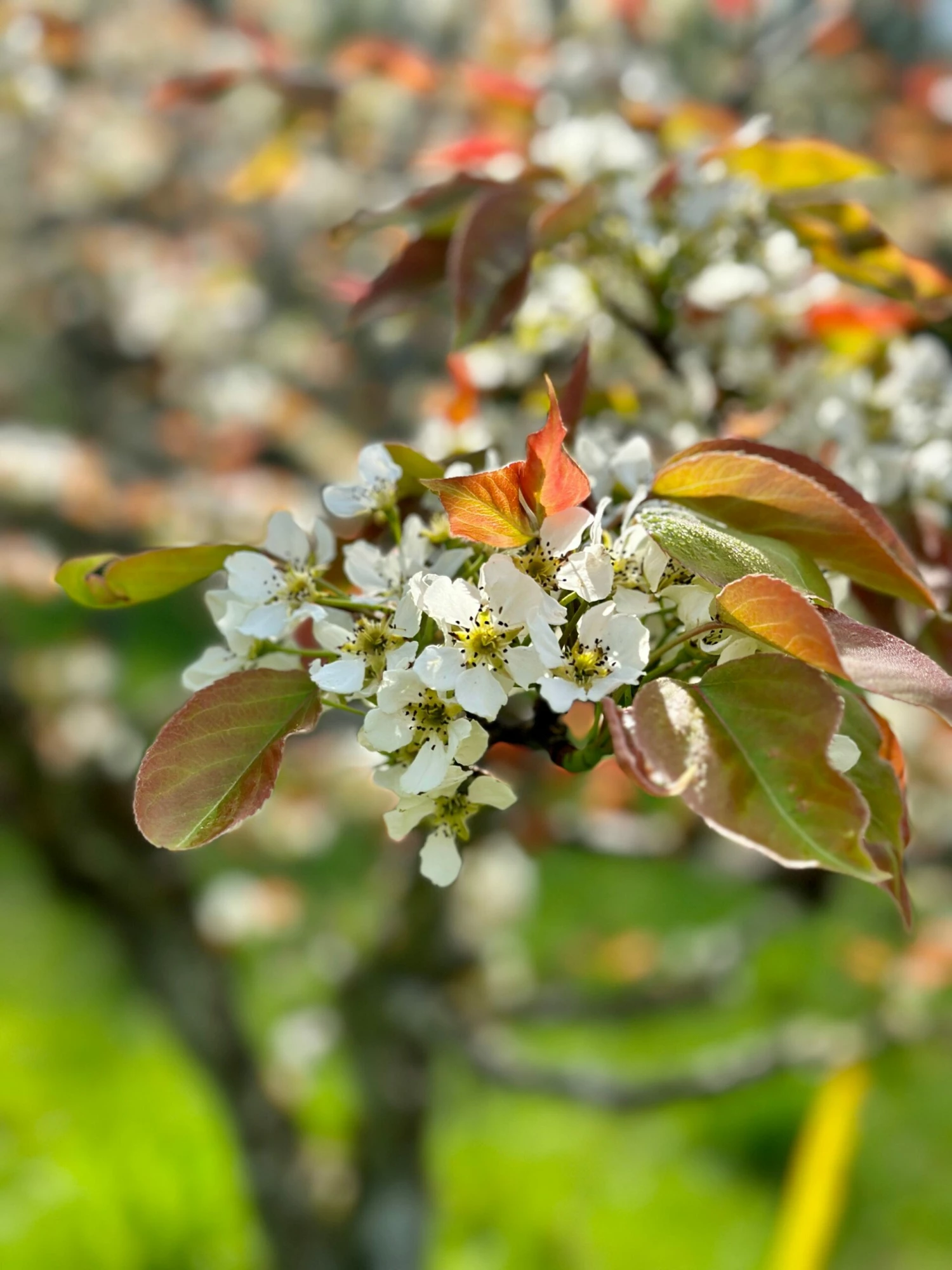 Shinsui Asian Pear 4 Shinsui Asian Pear - Image 2