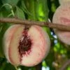 Indian Free Peach