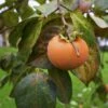 Izu Persimmon -Garden Supplies Sales 2024 izu persimmon
