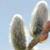 Japanese Pussywillow -Garden Supplies Sales 2024 japanese pussy willow