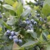 Alpha Jubilee Blueberry 1 Alpha Jubilee Blueberry -Garden Supplies Sales 2024 jbb