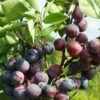 Jubileum European Plum -Garden Supplies Sales 2024 jubileum 1