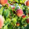 Pretty Perfect Peach Bundle No.1 -Garden Supplies Sales 2024 juicy peaches hang on a branch 6