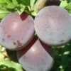 Kuban Comet Asian Plum -Garden Supplies Sales 2024 k comet 1