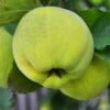 Karp's Sweet Quince -Garden Supplies Sales 2024 karps close