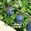 Kirke's Blue European Plum -Garden Supplies Sales 2024 kirkes blue 1
