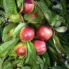 Kreibich Nectarine -Garden Supplies Sales 2024 kreibich