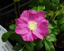 Jubilee Rosa Rugosa