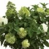 Limelight® Hydrangea -Garden Supplies Sales 2024 limelight