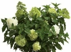 Limelight® Hydrangea