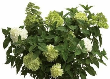 Limelight® Hydrangea 3 Limelight® Hydrangea