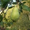 Limon Quince 2 Limon Quince -Garden Supplies Sales 2024 limon quince 1