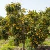 Loquat Seedling -Garden Supplies Sales 2024 loquat 2 1