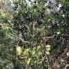 Luma (Chilean Myrtle Berry) -Garden Supplies Sales 2024 luma 1