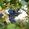 Lynden Blue Grape -Garden Supplies Sales 2024 lynden blue grape