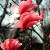 Galaxy Magnolia -Garden Supplies Sales 2024 magnolia galaxy briggs 01 gpp
