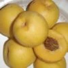Maria's Gold Nectarine -Garden Supplies Sales 2024 mariasgold 1
