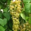 Marquis Seedless Grape -Garden Supplies Sales 2024 marquis grape 1 1