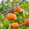 Meader Persimmon -Garden Supplies Sales 2024 meader persimmon