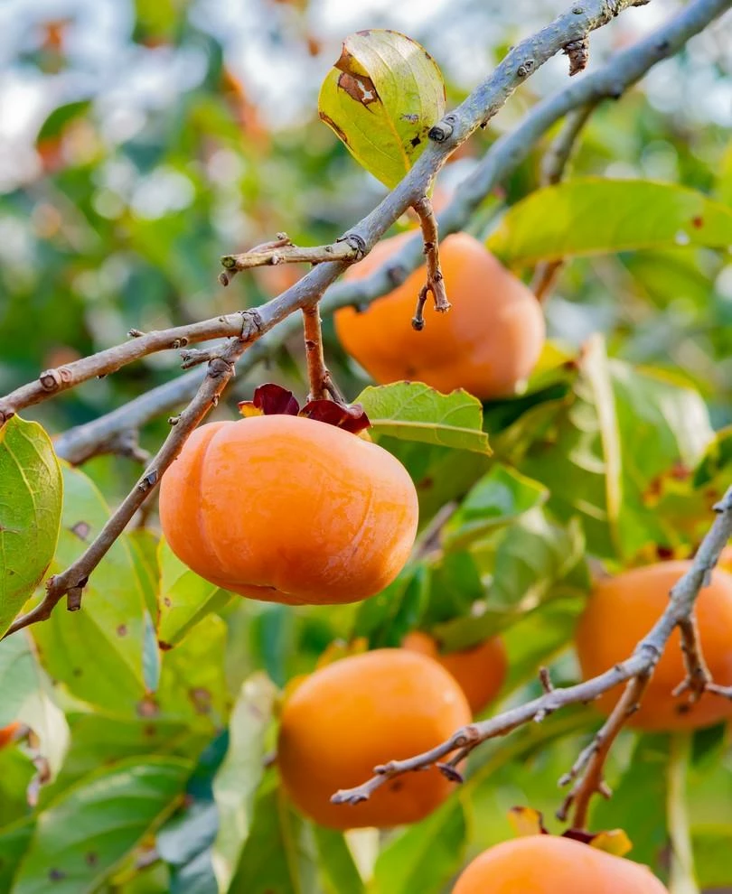 Meader Persimmon 3 Meader Persimmon