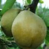 Mishirasu Asian Pear -Garden Supplies Sales 2024 mishirasu