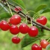 Montmorency Cherry -Garden Supplies Sales 2024 montmorency cherry