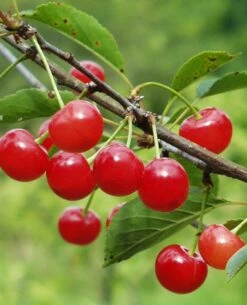 Montmorency Cherry