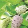 Pakistan White Fruiting Mulberry -Garden Supplies Sales 2024 mulberries d435 white fruiting 1