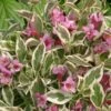 Alpha My Monet® Weigela -Garden Supplies Sales 2024 mymonet