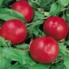Morton Nectarine -Garden Supplies Sales 2024 nectarine morton