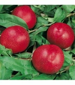 Morton Nectarine