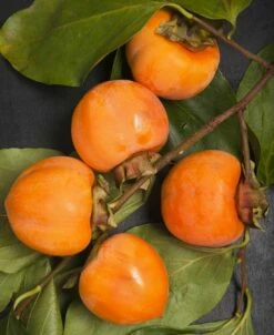 Nikita's Gift Persimmon Tree