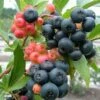 Nocturne ™ Blueberry -Garden Supplies Sales 2024 nocturne blueberry