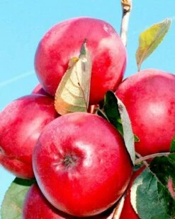 Redlove® Odysso -Garden Supplies Sales 2024 odysso