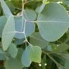 Omeo Gum Eucalyptus -Garden Supplies Sales 2024 omeogum
