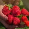 Ozark Strawberry Bundle (2 Packs) 2 Ozark Strawberry Bundle (2 Packs) -Garden Supplies Sales 2024 ozark beauty strawberries 7f4122f0 b760 451b b033 abffb7ad2518