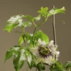 Frederick Passiflora -Garden Supplies Sales 2024 passiflora