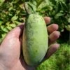 Shenandoah™ Paw Paw -Garden Supplies Sales 2024 paw paw 2