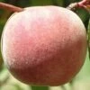 Salish Summer Peach -Garden Supplies Sales 2024 peach c530 salish summer 1