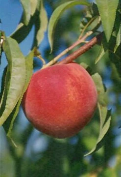 Early Redhaven Peach