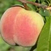 Kit Donnell Peach -Garden Supplies Sales 2024 peaches c507 kit donnell 1
