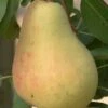 Butirra Precoce Morettini European Pear -Garden Supplies Sales 2024 pears b160 butirra precoce morettini 1